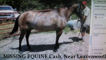 MISSING EQUINE Cash, Near Leavenworth, KS, 66048